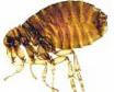 fleas and ticks control