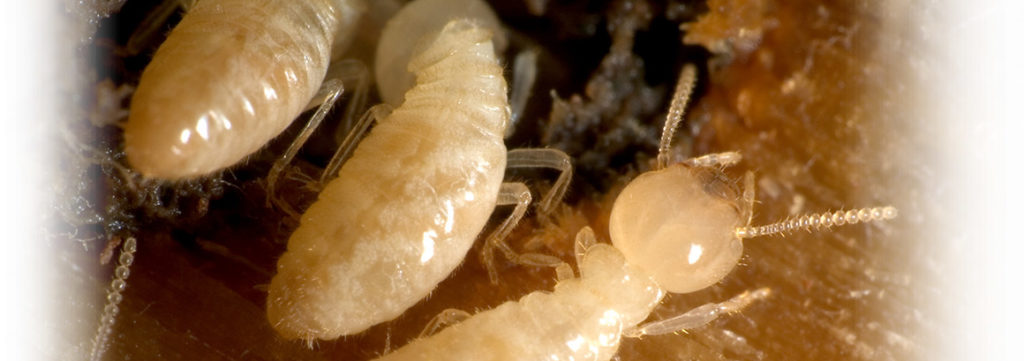 Termite Control Long Island, NY