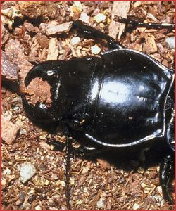 carpet beetles